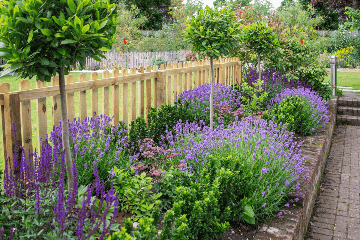 Terrassenglück im Sommer: Lavendel, Pflanze, Pflanzen, Sommer, Garten, Bepflanzung